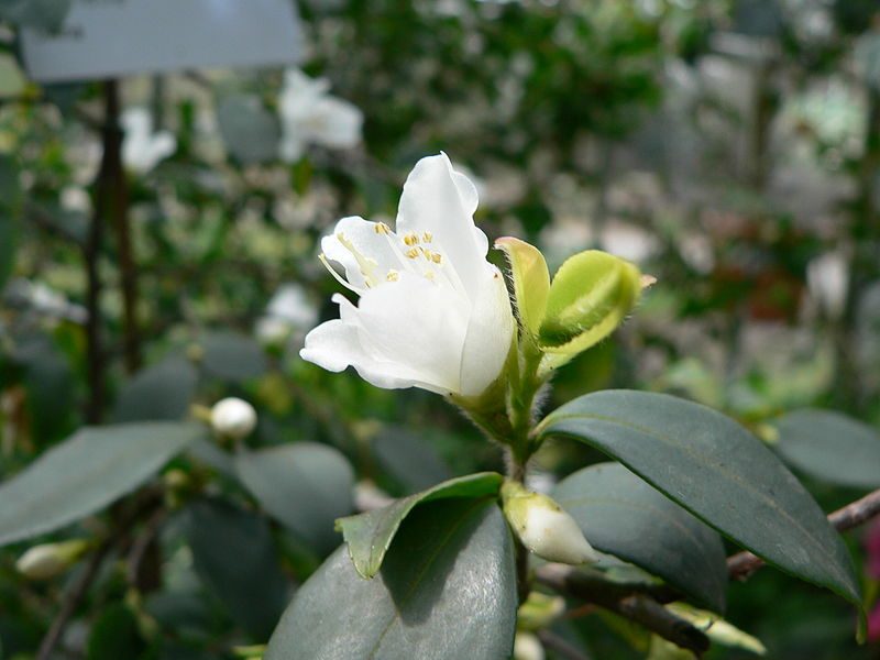 Camellia Seed Oil (Virgin) (Organic)