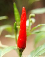 Capsicum Oleoresin Food grade 1 MM SHU