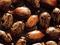 Castor - Jamaican Black (Organic)