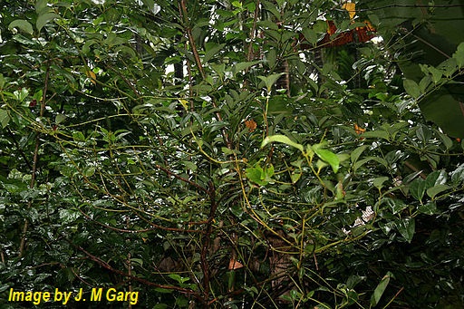Tamala Essential Oil aka Indian Bay Essential Oil