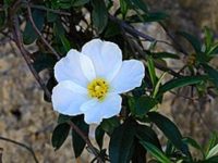 Cistus Essential Oil
