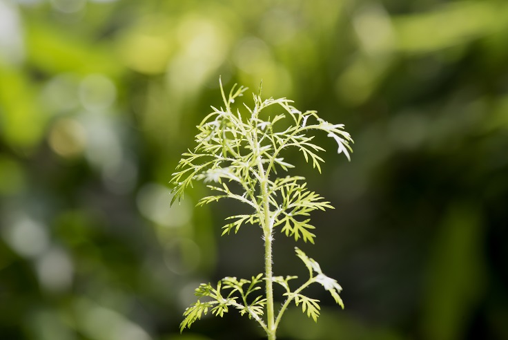 Davana Essential Oil