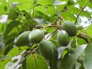 Elemi Essential Oil