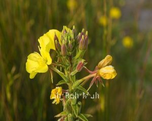 Evening Primrose Carrier Oil (Organic)