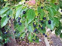 Ho Wood Essential Oil