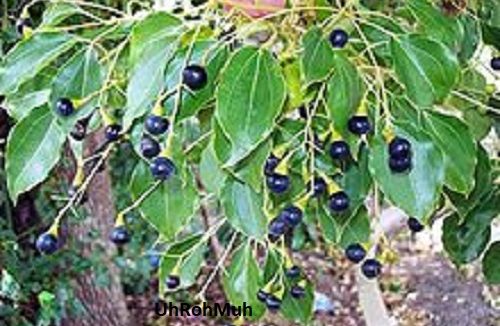 Ravintsara Essential Oil (Organic)