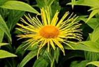 Inula Oil (Organic)