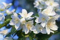 Jasmine Fragrance Oil