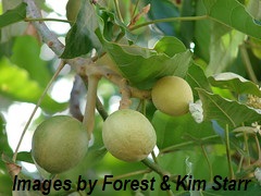 Kukui Nut Oil