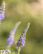 Lavender Essential Oil (China)