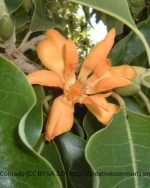 Champaca Absolute (Golden)