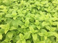 Melissa Essential Oil (Organic)