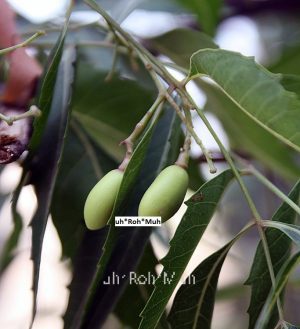 Neem Oil (Virgin) (Organic)