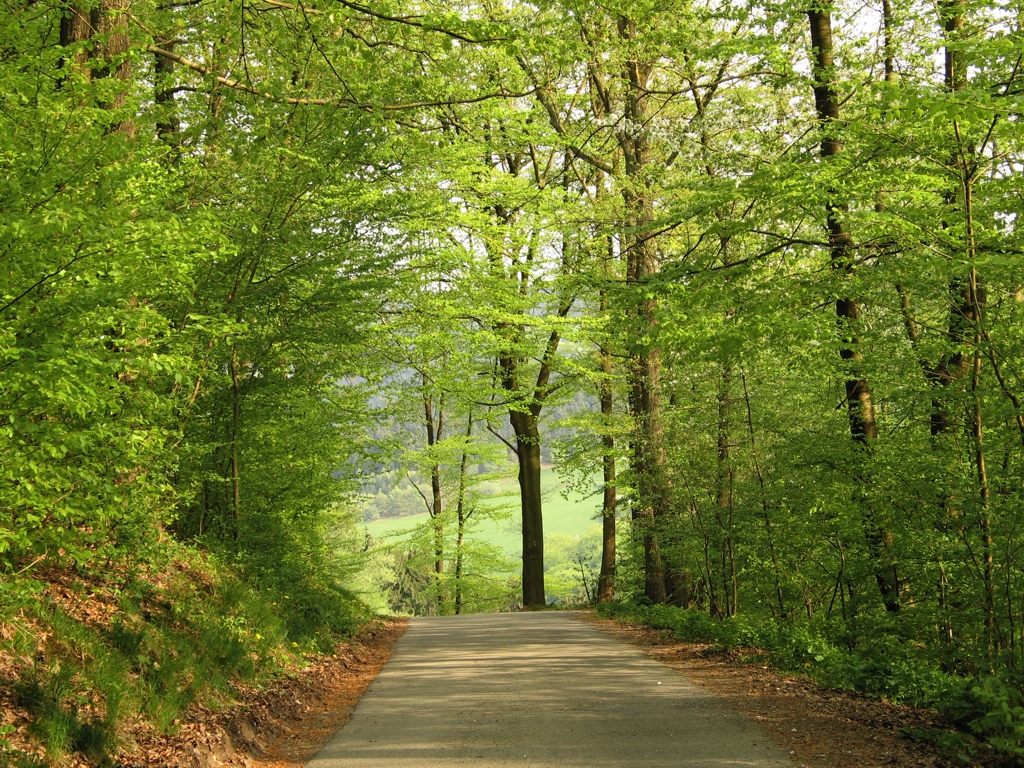 Northern Woods Fragrance Oil