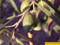Olive Pomace