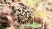 Onion Seed Oil