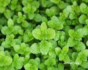 Peppermint Rectified Essential Oil (India)