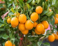 Petitgrain Essential Oil