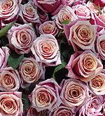 Rose Essential Oil (India)