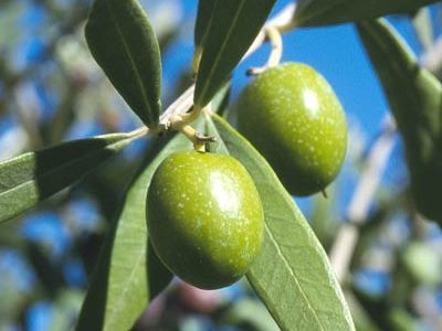 Squalane Oil (Olive)