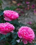 Rose Essential Oil (Ta'if Rose)(Kingdom of Saudi Arabia)