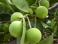 Tamanu (Virgin) (Organic)
