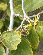Witch Hazel Natural USP (Organic)