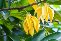 Ylang Ylang Complete Essential Oil (Organic)