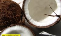 Coconut Cream Fragrance Oil