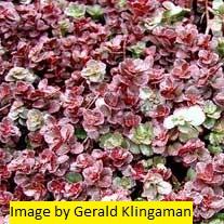 Dragon's Blood Fragrance Oil