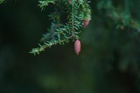 Spruce Hemlock Essential Oil