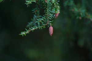 Spruce Hemlock Essential Oil