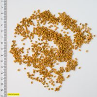 Fenugreek Seed Oil (Organic)