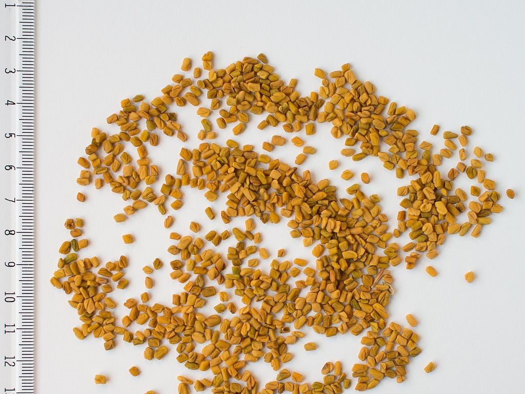 Fenugreek Seed Oil (Conventional)