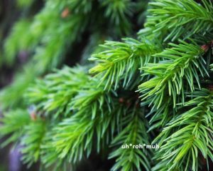 Fir Needle Oil (Siberian Type)