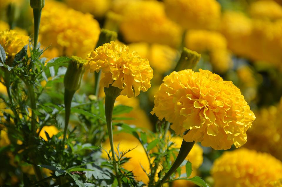 Tagetes Essential Oil