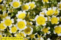 Meadowfoam Seed Oil (Refined)