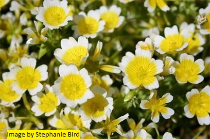 Meadowfoam Seed Oil (Refined)