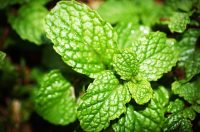 Spearmint Essential Oil