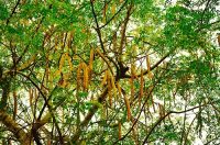 Moringa Oil (Virgin) (Organic)