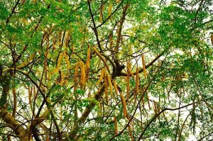 Moringa Oil (Virgin) (Organic)