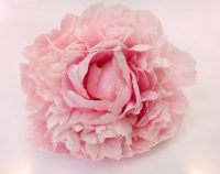 Rose and Peony Fragrance Oil