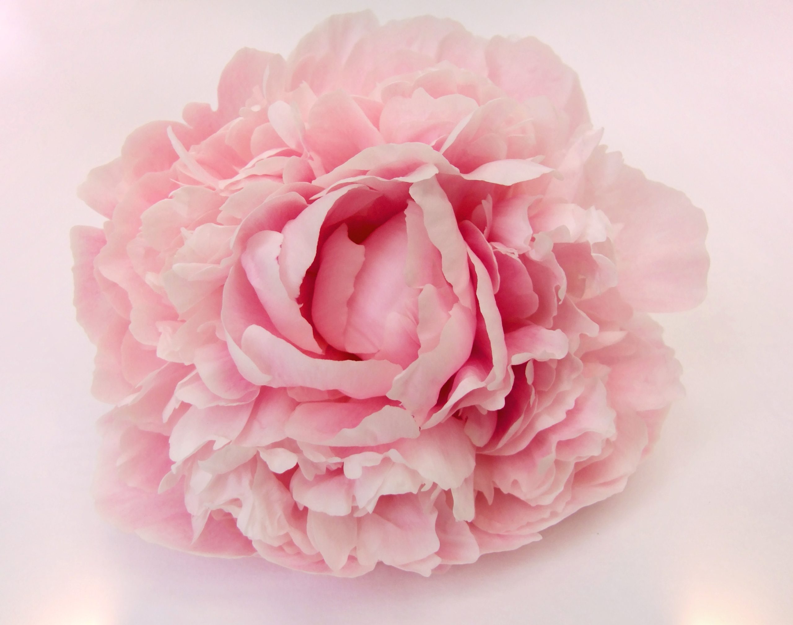 uhRohMuh Premium Rose & Peony Fragrance Oil