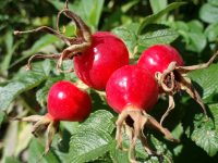 Rosehip Oil (Virgin) (Organic)