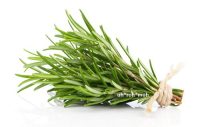 Rosemary ct Cineole Essential Oil (Tunisian)