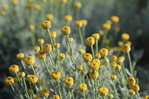 Santolin Essential Oil