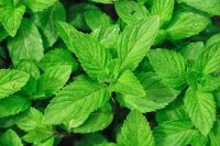 Spearmint Essential Oil (Organic)
