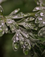 Wormwood Essential Oil