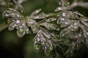 Wormwood Essential Oil