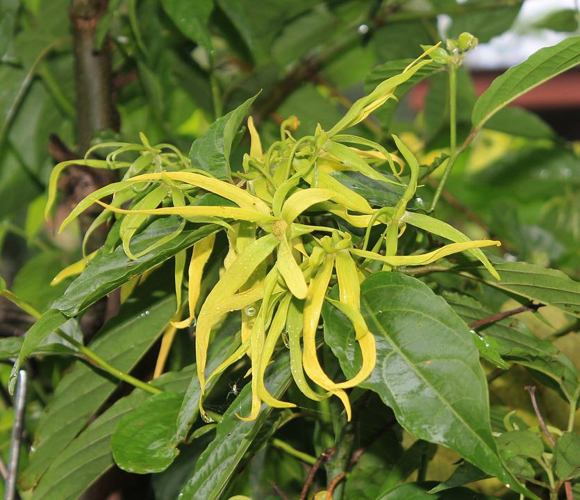 Ylang Ylang II Fragrance Oil